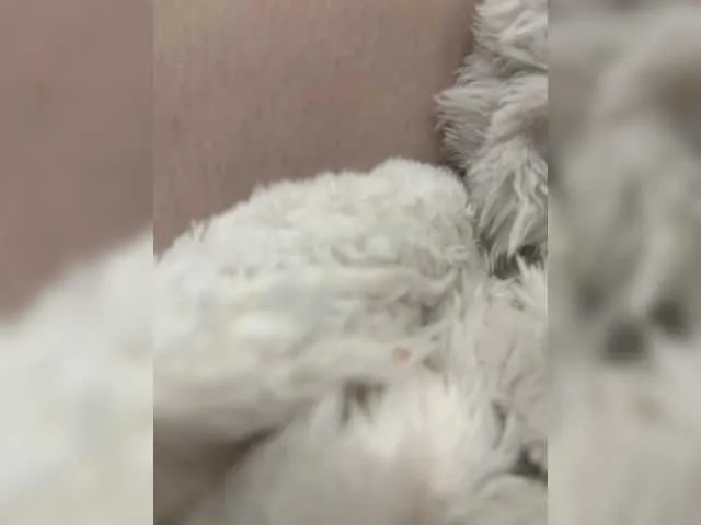 puppy19 on BongaCams 