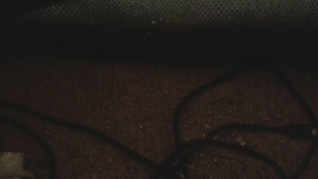 Bull_Slave from Cam4