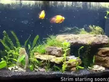 Booker_baxton from Chaturbate