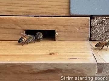 Booker_baxton from Chaturbate