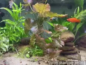 Booker_baxton from Chaturbate