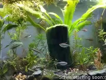 Booker_baxton from Chaturbate